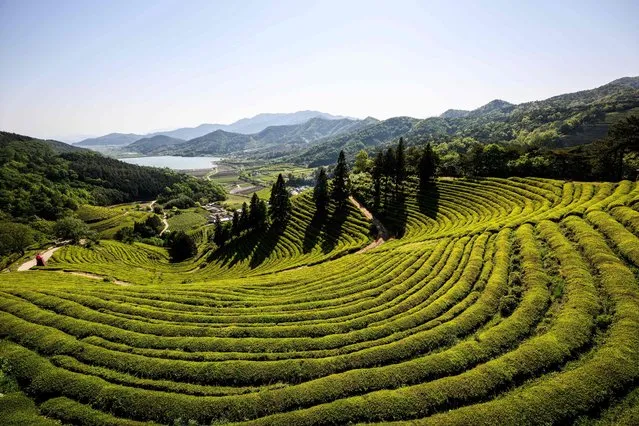 This photo taken on May 3, 2022 shows green tea plantations in Boseong, South Jeolla Province, around 318 kilometers (197 miles) from Seoul. (Photo by Anthony Wallace/AFP Photo)