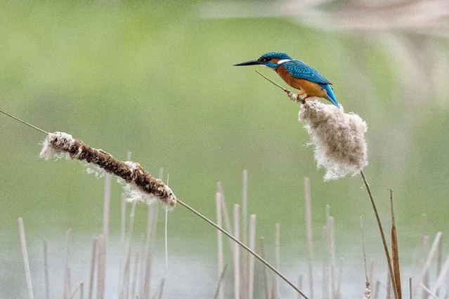 Kingfisher (Alcedo atthis) on reed grass in Holubli in south-eastern Poland, 27 April 2022. (Photo by Darek Delmanowicz/EPA/EFE)