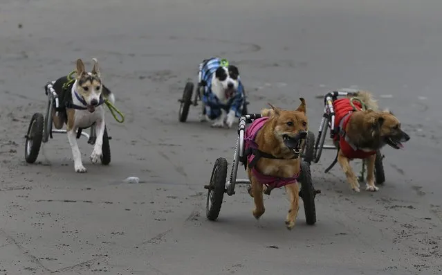In this Tuesday, June 20, 2017 photo, a group of paraplegic dogs run with the help of their wheelchairs on the Agua Dulce beach in the Chorrillos neighborhood of Lima, Peru. The dogs are cared for by local resident Sara Moran. In winter, when most Peruvians avoid the beach, she takes the dogs on frequent runs across the hard, black sand. (Photo by Martin Mejia/AP Photo)