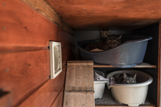 In this Wednesday, August 2, 2017 photo, a group of cats sits in baskets on the Catboat shelter in Amsterdam, Netherlands. (Photo by Muhammed Muheisen/AP Photo)