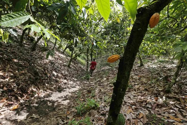 A member of Ghana's anti-smuggling task force treks through a cocoa plantation in Enchi, June 17, 2014. A combination of better management of forward sales, increasing world prices and improvements in quality allowed Cocobod to increase the amount it paid farmers from 900 cedis per ton in 2005 to 3,392 cedis ($989) per ton for the current season. (Photo by Thierry Gouegnon/Reuters)