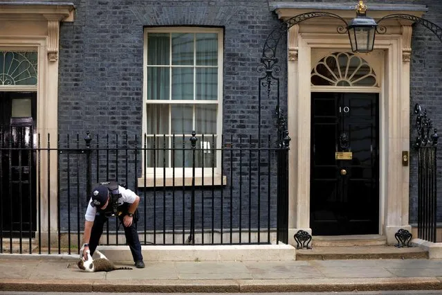 A police officer strokes Larry the cat outside 10 Downing Street, in London, Britain, July 6, 2022. (Photo by John Sibley/Reuters)