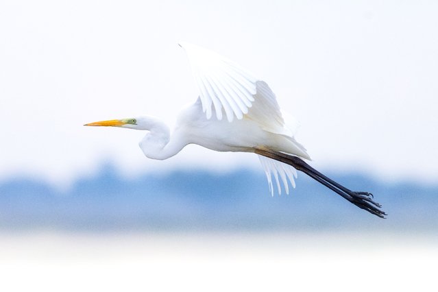 Great egret flies over Kizilirmak Delta, known with its rich wildlife diversity, in Bafra district of Samsun, Turkiye on October 23, 2024. (Photo by Alper Tuydes/Anadolu via Getty Images)