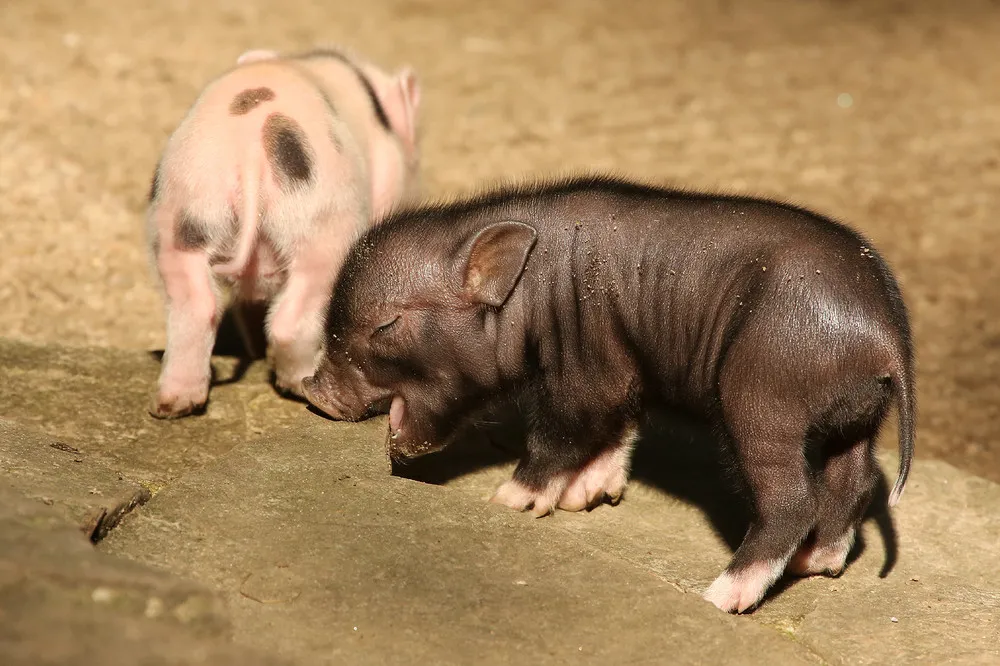 Five Micropigs Born in Zoo Wuppertal in Germany