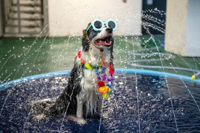 A dog wearing a hat, a pair of sunglass and a lei standing in a fountain of water on August 5, 2022 in Hong Kong, China. The Hong Kong SongKran Festival will be held in a shopping centre from August 5 to 9. (Photo by Vernon Yuen/Rex Features/Shutterstock)