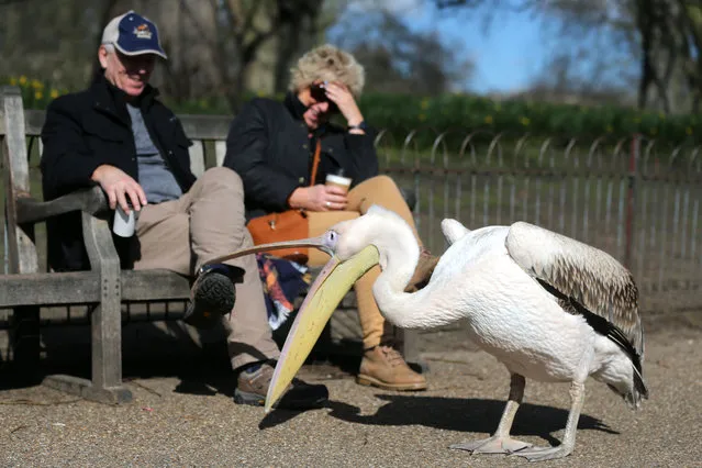 A pelican takes an interest in a couple enjoying some early spring sunshine in St James's Park in London on March 6, 2020, as the weather briefly brightens after a series of storms over the last month. (Photo by Isabel Infantes/AFP Photo)