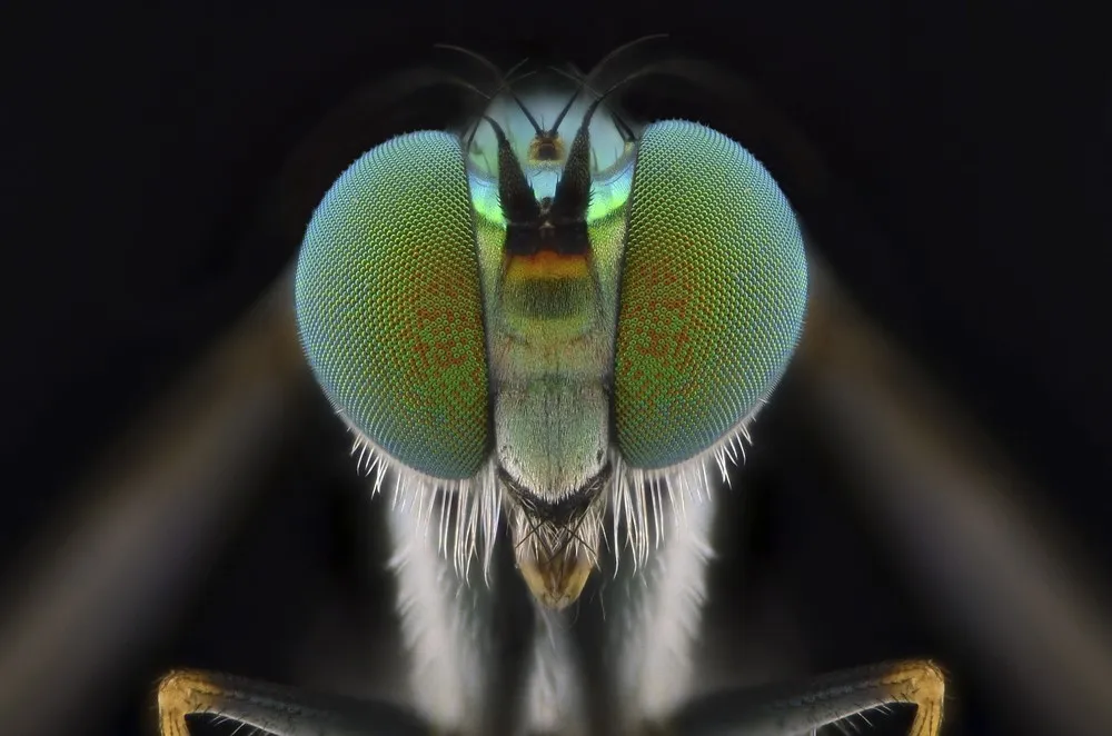 Stunning Macro Photographs of Insects