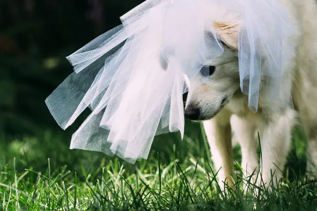 When wedding photographer Katie Yeaton saw that one of her dogs had white fur and the other had black-and-white fur, she did what only a wedding photographer could do: she threw them a backyard wedding complete with professional photography to remember the day. (Photo by Katie Yeaton)