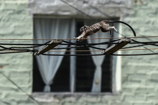 A Silvery-brown Tamarin or Grey Titi monkey (saguinus leucopus) is pictured in Medellin, Colombia, on April 16, 2020, amid an outbreak of the new coronavirus COVID-19. The saguinus leucopus is an endangered species endemic from the northern Colombia. (Photo by Joaquin Sarmiento/AFP Photo)