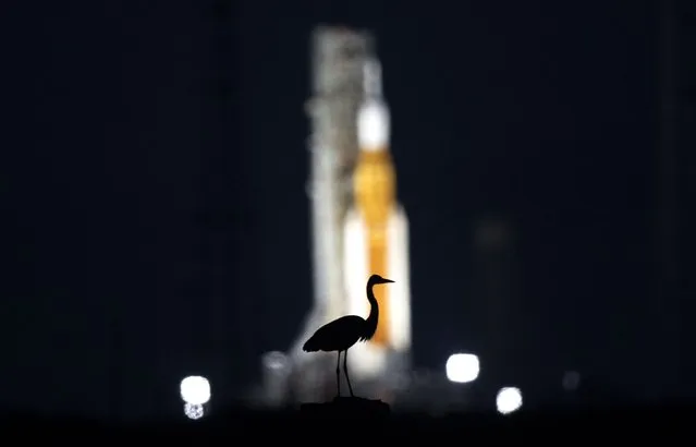 A Florida Marsh Bird sits atop a piling as the Artemis I Orion capsule sits atop the Space Launch System (SLS) rocket on Launch Pad 39B as they prepare for their mission to circle the moon on August 27, 2022. (Photo by Jonathan Newton/The Washington Post)
