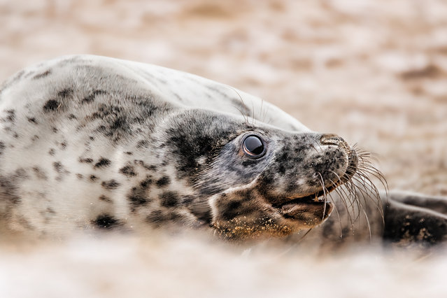 The picture dated January 5, 2025 shows seal pups at Horsey Gap in Norfolk, UK. Horsey Gap is home to one of the largest colonies of grey seals in the UK, with numbers increasing steadily. More than 3,500 seal pups were born along the stretch of coastline last season. (Photo by ATT Photography/Bav Media)