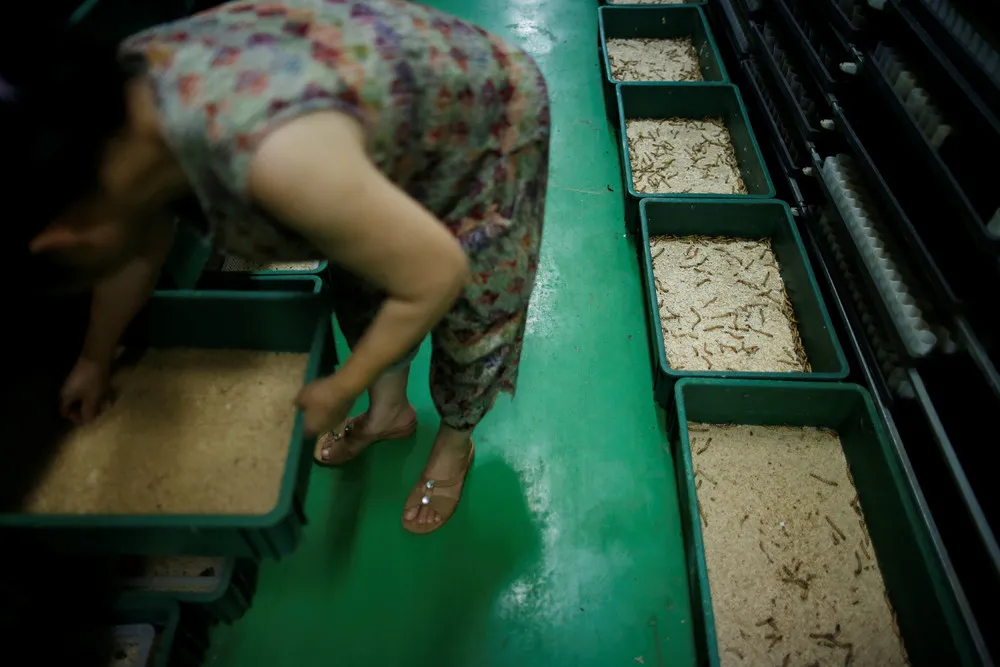 Entomophagy in South Korea