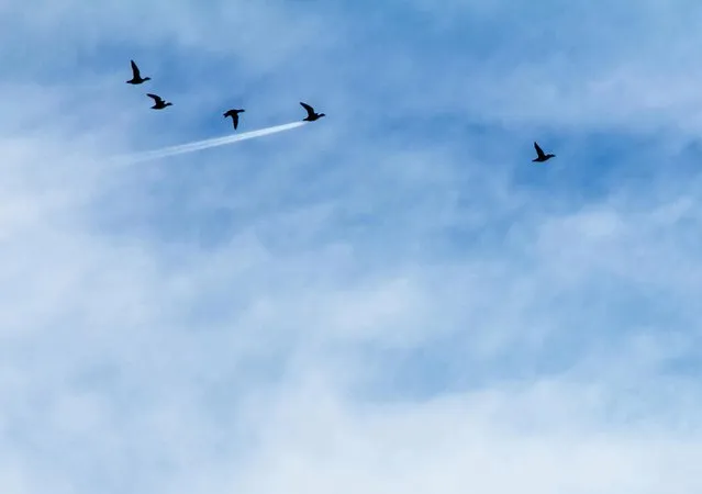 A bunch of Widgeon pictured flying but one was seen flying exactly in front of a high airline plane, taken in Preston, England. (Photo by John Threlfall/Comedy Wildlife Photography Awards/Barcroft Media)