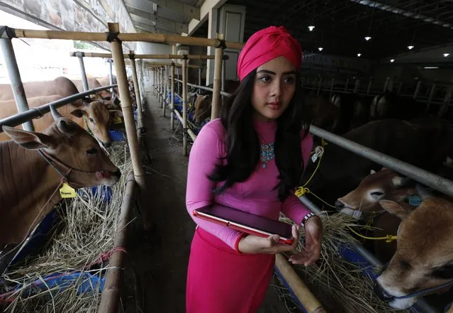A salesgirl waits for customers as she sells cows for the upcoming Eid al-Adha festival at a cow showroom in Depok, outskirt of Jakarta, September 30, 2014. The cow showroom has adopted a unique way of selling cattle for Eid al-Adha by employing salesgirls to attract customers. According to the owners of the showroom, this has led to an increase in sales since they started employing salesgirls three years ago, having sold around 400 cattle in 2012, 440 in 2013 and 510 this year. (Photo by Reuters/Beawiharta)