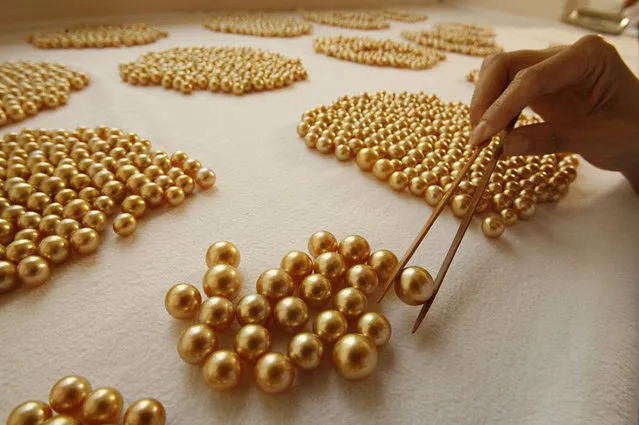 golden pearl farming classic wow