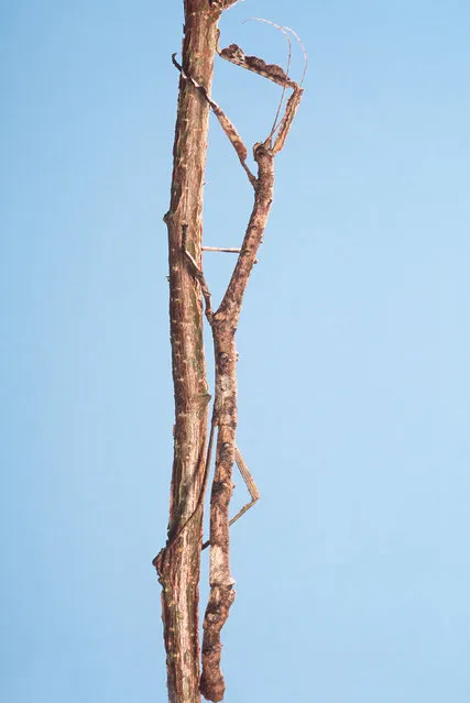 An stick insect is indistinguishable from a real stick. (Photo by Pascal Goetgheluck/Caters News/Ardea)