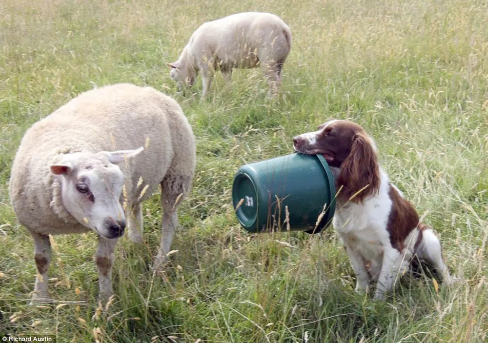 Spaniel Plays Mum For Lambs