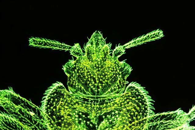 Bed bug (Cimex lectularius); Rheinberg illumination (Dark field with interference filter), 50X. Cremona, Italy. (Photo by Stefano Barone/Nikon Small World 2014)