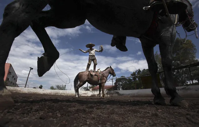 Charro Leonardo Flores, stands on his horse Canelito while showing off his roping skills; a move called, “florear sobre el caballo”, during a practice session at a corral in southern Mexico City, August 31, 2014. (Photo by Marco Ugarte/AP Photo)