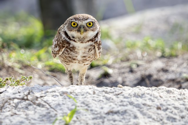 A burrowing owl keeps watch near its burrow in Davie, Florida, on May 7, 2025. Despite measuring just 7 to 9 inches tall, this small owl is a fierce and capable hunter. (Photo by Ronen Tivony/ZUMA Press Wire/Rex Features/Shutterstock)