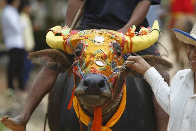 A buffalo is pictured during a religious ceremony at Virhear Sour village in Kandal province, Cambodia October 12, 2015. (Photo by Samrang Pring/Reuters)