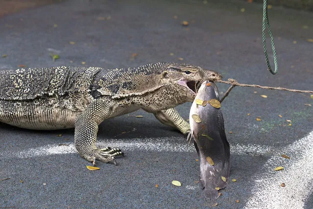 A monitor lizard eats a fish bait as it is being caught during the reptile relocate campaign at Lumpini Park in Bangkok, Thailand, 20 September 2016. More than 400 of the Monitor lizards in the park will be caught by Thai authorities to relocate the reptile to a wildlife breeding center in the effort to control the creature population in the public park after the monitor lizard disturbing and causing several minor accident of people who jogging and cycling at the Lumpini Park. (Photo by Rungroj Yongrit/EPA)
