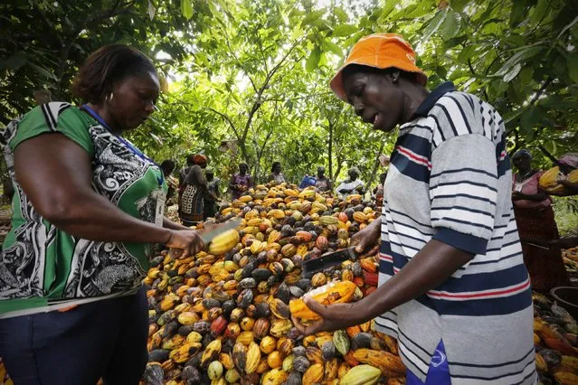 Women from a local cocoa farmers association called BLAYEYA work in a cocoa farm in Djangobo, Niable in eastern Ivory Coast, November 17, 2014. (Photo by Thierry Gouegnon/Reuters)