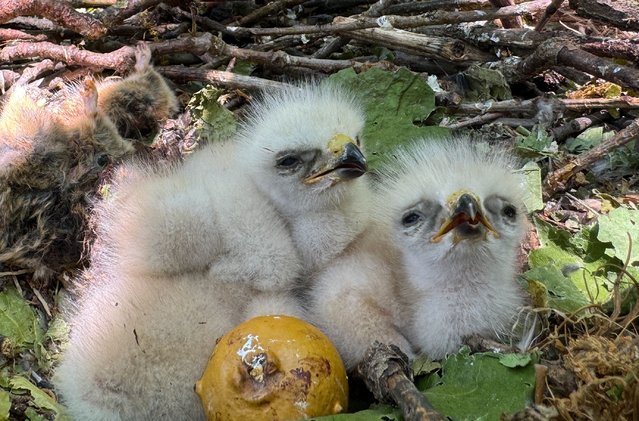 3 eaglets that were recently born are seen in their nests at the forest in Adakl district of Bingol, Turkiye on June 13, 2025. (Photo by Ridvan Korkulutas/Anadolu via Getty Images)