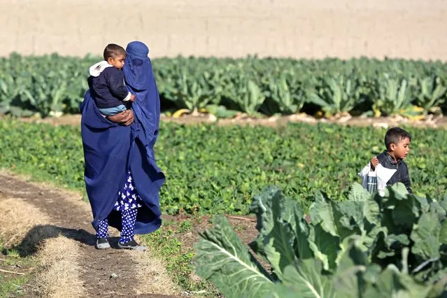 An Afghan burqa-clad woman carries a child while walking through a field on the outskirts of Jalalabad on January 12, 2023. (Photo by Shafiullah Kakar/AFP Photo)