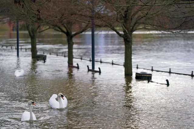 Swans pass the overflowing river Severn in Worcester on Monday, January 9, 2023 following persistent rain during the weekend. Weather warnings are in place for the Severn ahead of more wet weather forecast this week. (Photo by Jacob King/PA Images via Getty Images)