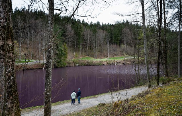 Tourists from Switzerland look at the purple-coloured water of the Gipsbruchweiher pond on April 3, 2024, in Fuessen, southern Germany. This phenomenon is caused by purple bacteria, which are harmless but change the colour of the water during their bloom. (Photo by Lukas Barth-Tuttas/AFP Photo)