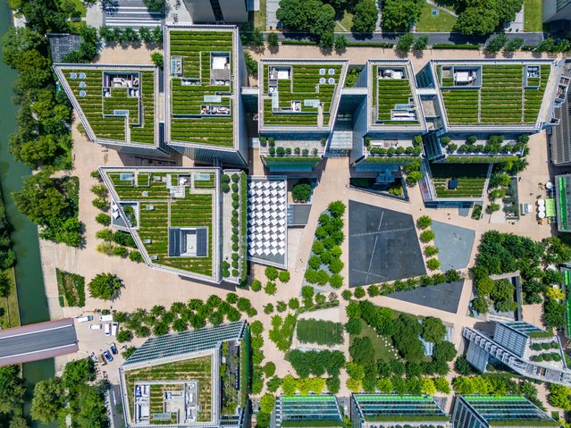 Aerial view of a high-rise “tea garden” spanning the rooftops of 16 office buildings on July 19, 2025 in Hangzhou, Zhejiang Province of China. This “rooftop tea garden”, covering an area of approximately 10 mu, is planted with three tea varieties. Its annual tea output can reach up to 75 kilograms. (Photo by Zuo Dongchen/VCG via Getty Images)