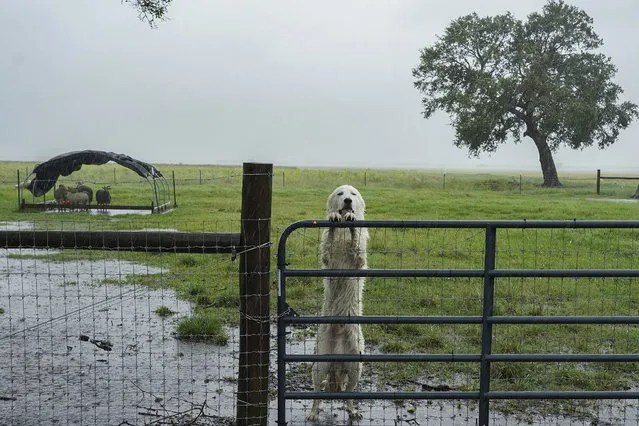 A dog looks out from behind a fence during a rain storm as Hurricane Delta approaches on October 9, 2020 in Jennings, Louisiana. Residents along the Gulf Coast are bracing for the arrival of Hurricane Delta which is expected to make landfall as a Category 2 storm in Louisiana later today, threatening to bring powerful winds and storm surge to an area of the coast sill recovering from Hurricane Laura. (Photo by Go Nakamura/Getty Images)