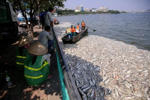 Workers collect dead fish in West lake, Hanoi, Vietnam, 03 October 2016. Hundreds of kilograms of dead fish were found along the shore of West lake over the last few days. Fishermen and environmental activists had recently protested and filed lawsuits against factories they claim discharge pollutants in the waters, which is poisoning fish. (Photo by Luong Thai Linh/EPA)