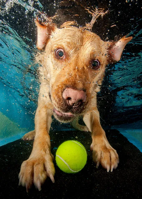 A Golden Labrador struggles to catch the submerged tennis ball. (Photo by Jonny Simpson-Lee/Caters News Agency)