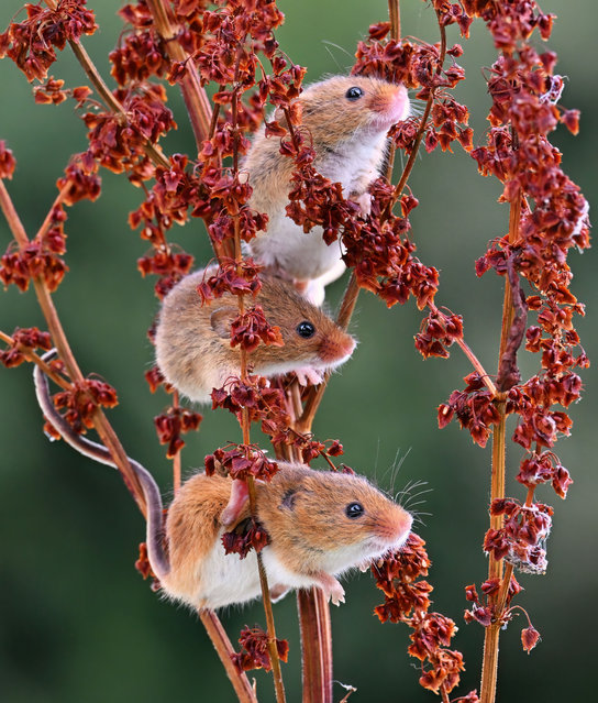 Three harvest mice seem determined to get a better view of something in Wiltshire, UK in the last decade of August 2025. (Photo by Alan Benson/Caters News Agency)