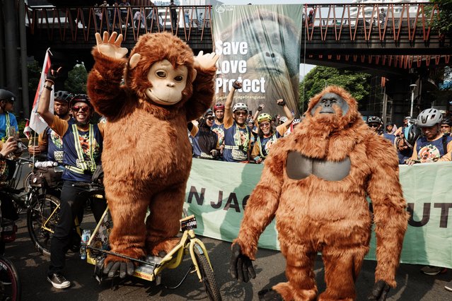 Cyclists and environmental activists attend an awareness action calling for the protection of orangutans, organised by local environmental NGO Satya Bumi to mark World Orangutan Day, observed on August 19, during Car Free Day in Jakarta on August 24, 2025. (Photo by Yasuyoshi Chiba/AFP Photo)