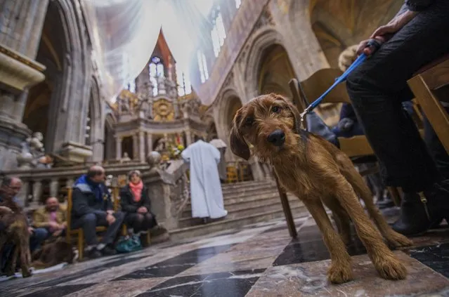 A dog sits among faithfuls during a religious service ahead of a blessing ceremony for animals at the Basilica of St Peter and Paul in Saint-Hubert, Belgium November 3, 2015. (Photo by Yves Herman/Reuters)