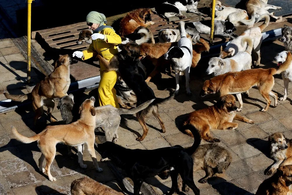 The Vafa Animal Shelter in Iran
