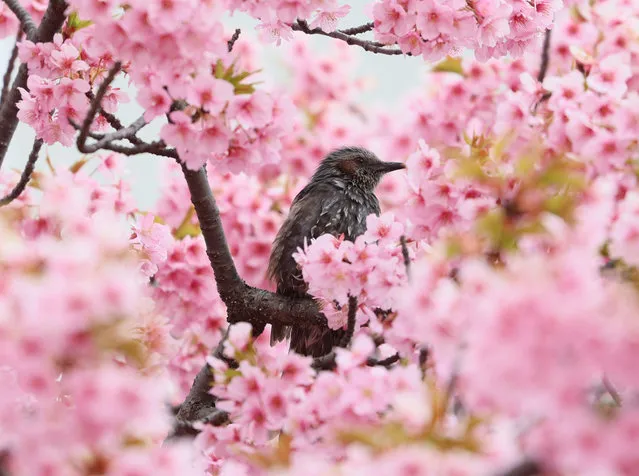 A bird perches on a branch of fully bloomed early flowering cherry blossoms at a river bank in Tokyo on Monday, March 6, 2023. (Photo by Yoshio Tsunoda/AFLO/Rex Features/Shutterstock)