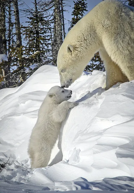 A Polar bear with its cub. (Photo by David Jenkins/Caters News)