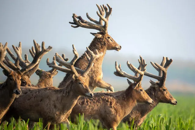 This photo taken on April 1, 2023 shows elks resting in the Shishou Elk National Natural Reserve in Jingzhou, in central China's Hubei province. (Photo by AFP Photo/China Stringer Network)