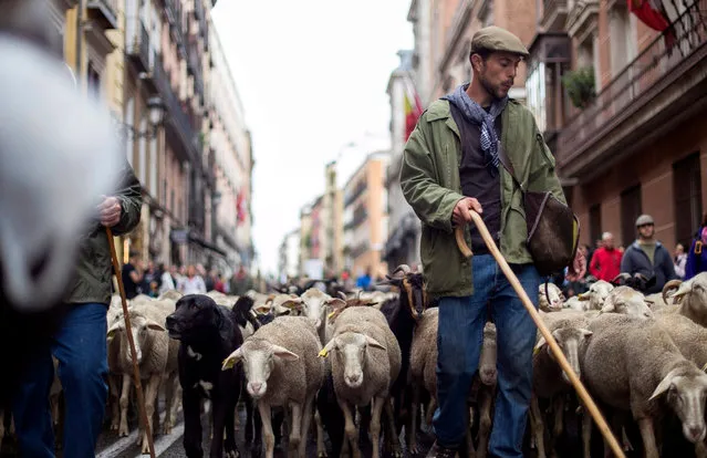 Shepherds lead Hundreds of sheep along a street in downtown Madrid, Spain, 23 October 2016. During the 23rd edition of the Fiesta de la Transhumancia (Transhumance Festival). The annual event sees hundreds of sheep led by sheperds through the Spanish capital in a tradition of seasonal livestock migration from the Middle Ages held to stress the importance of shepherds in the rural development and their culture in Spain. (Photo by Alvaro Clavo/EPA)