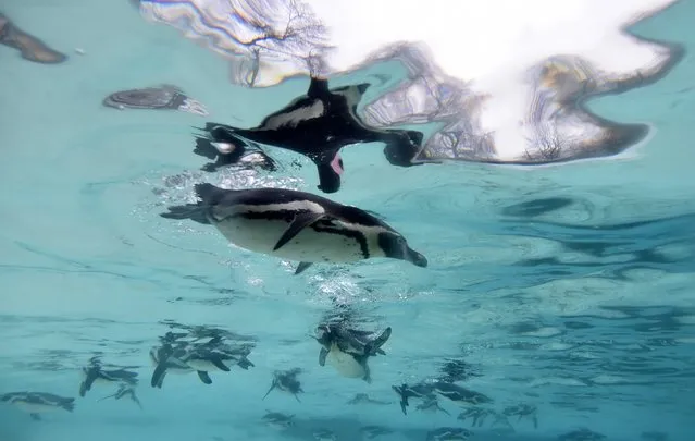 Humboldt penguins swim in their pool during the stock take at London Zoo in London, January 5, 2015. (Photo by Toby Melville/Reuters)