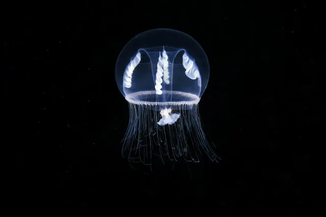 A Hydrozoan jellyfish – Eutonina indicans. (Photo by Alexander Semenovs/Caters News)