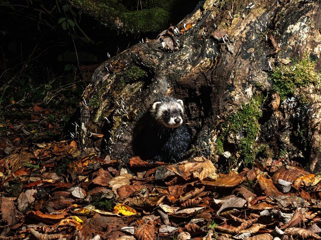 A European polecat forages in woodland in Aberystwyth, UK, caught by a camera trap in the second decade of November 2025. The polecat, a relative of the ferret, was once on the brink of extinction in the country; it is still an uncommon sight, but its numbers are rising in rural Wales. (Photo by Philip Jones/Alamy Live News)