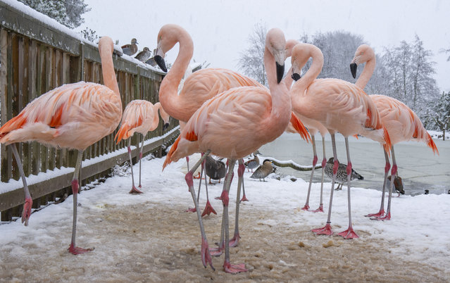 At the Bird Gardens Scotland, pink Chilean Flamingos, used to warmer climates pictured out in the snow today, November 23, 2025. (Photo by Phil Wilkinson)