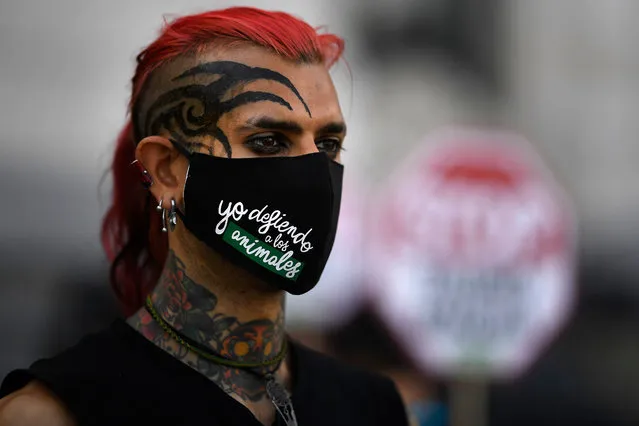 A pro-animal activist wearing a face mask that reads "I defend the animals" attends an action against bullfighting called by Anima Naturalis and CAS International pro-animal groups, in front of the Madrid's City Hall on July 12, 2020. (Photo by Gabriel Bouys/AFP Photo)