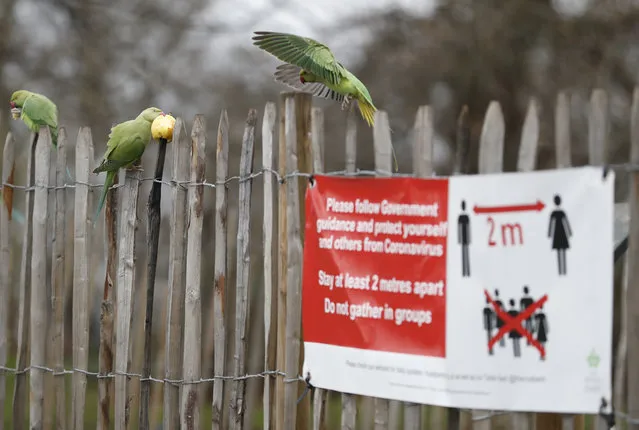 Rose-ringed parakeet squabble over an apple left on wooden railing next to a sign urging social distancing due to the coronavirus pandemic in Kensington Gardens, London, Thursday, January 21, 2021. The parakeets are a feral non native species thought to originate from escaped pets. There are thought to be over 30,000 parakeets in the wild in Britain. (Photo by Alastair Grant/AP Photo)