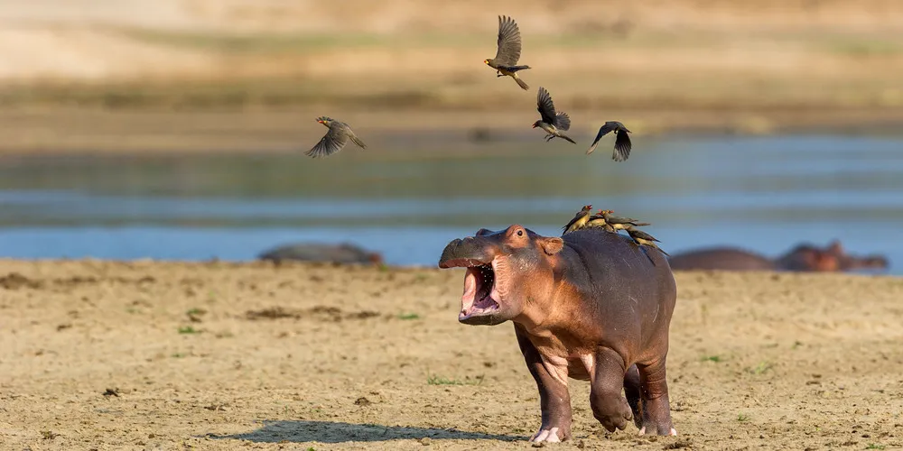 Hippo is Scared of Birds